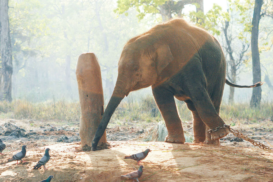 a chained elephant